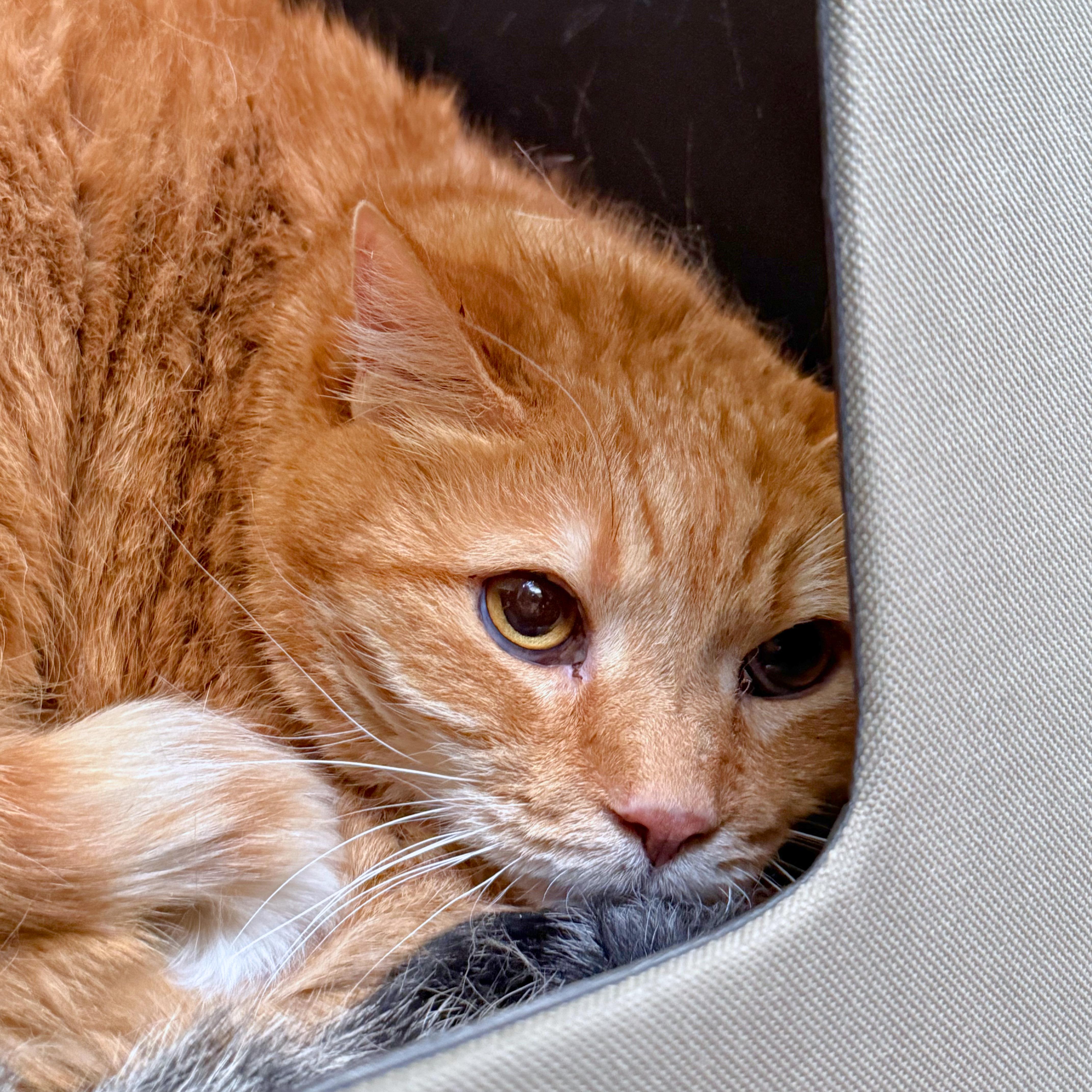 Lewis, Adoptable, Senior Male Domestic Short Hair.