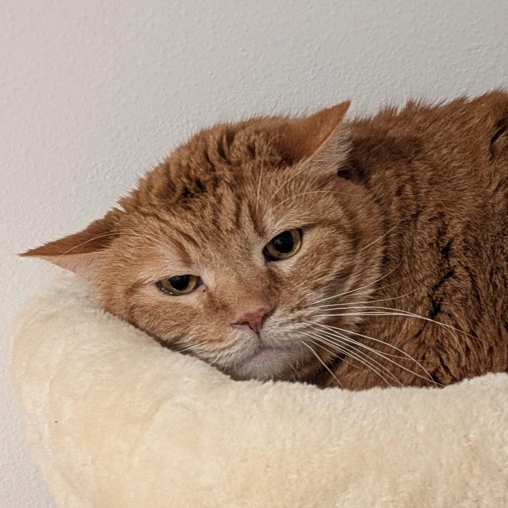 Lewis, an adoptable Domestic Short Hair in Ridgway, CO image 1/4