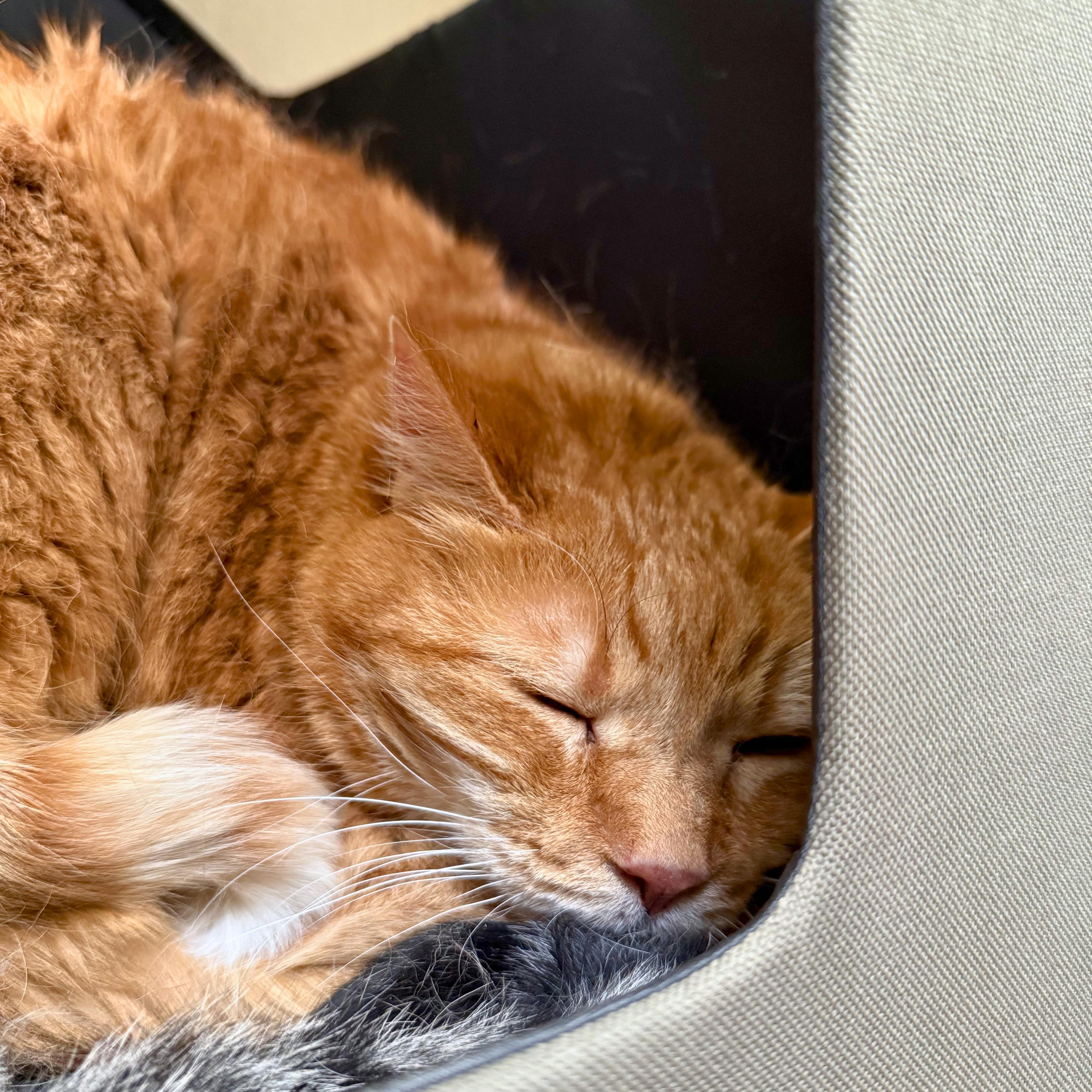 Enlarge Lewis, a Adoptable Domestic Short Hair in Ridgway, CO image 2/3
