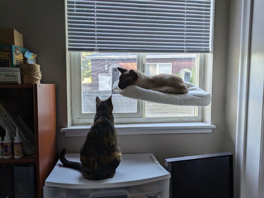 Enlarge Kooks, a Adoptable mixed breed in Salt Lake City, UT image 1/6