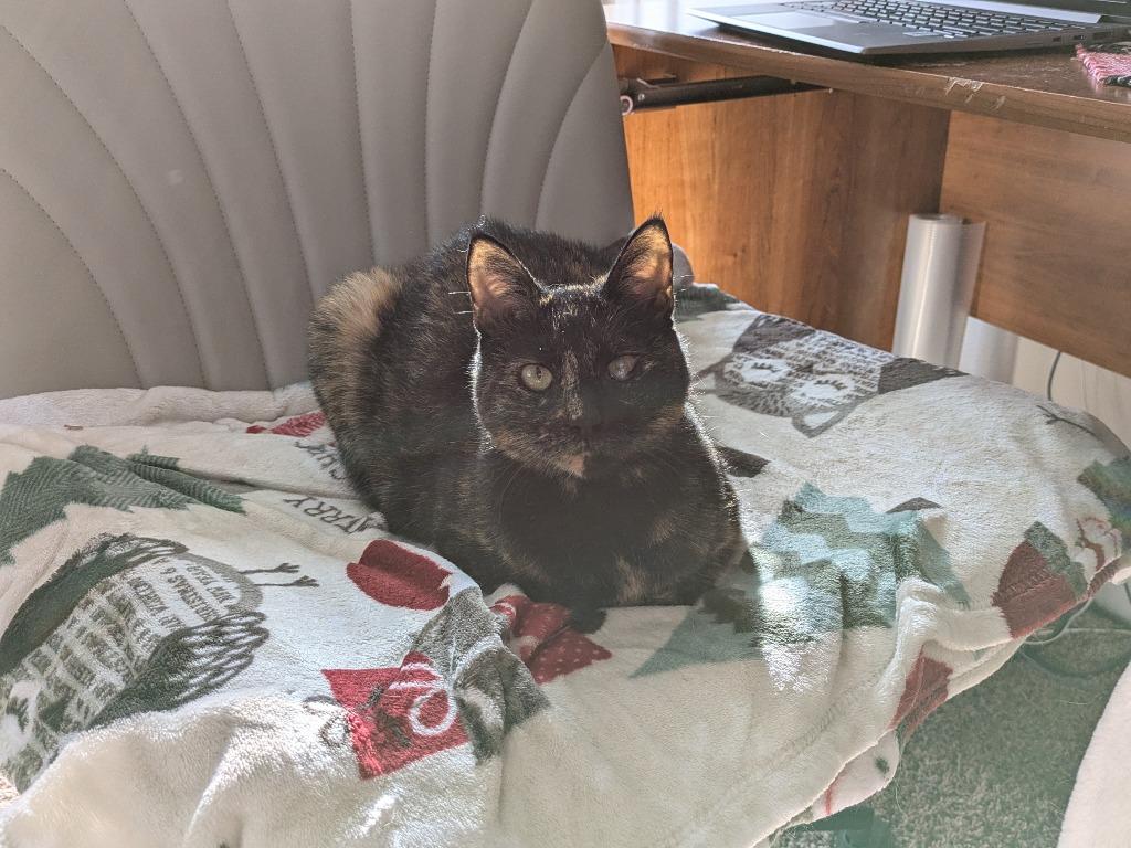 Kooks, Adoptable, Senior Female Domestic Short Hair.