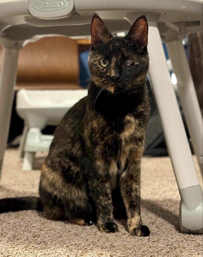 Enlarge Kooks, a Adoptable mixed breed in Salt Lake City, UT image 3/6