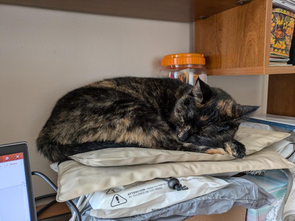 Enlarge Kooks, a Adoptable mixed breed in Salt Lake City, UT image 5/6