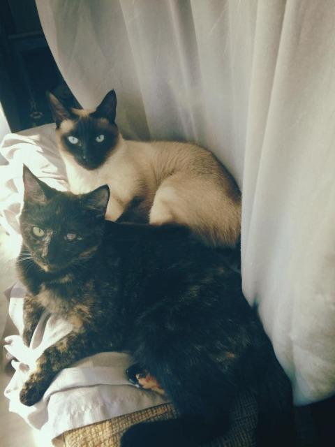 Enlarge Kooks, a Adoptable mixed breed in Salt Lake City, UT image 4/6