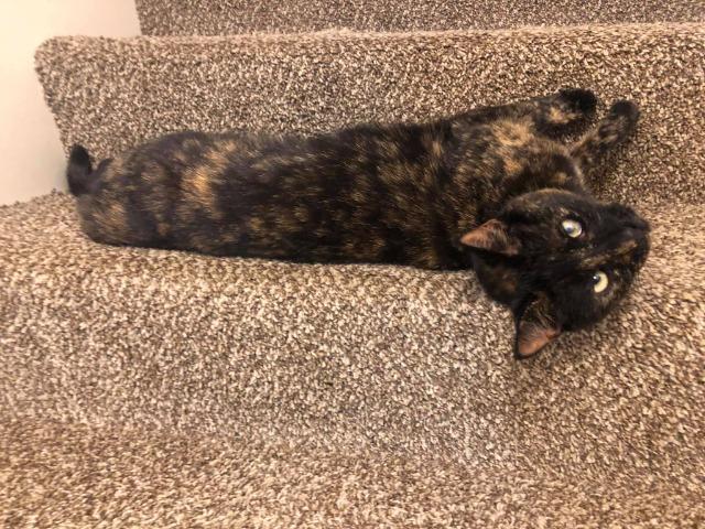 Enlarge Kooks, a Adoptable mixed breed in Salt Lake City, UT image 5/6