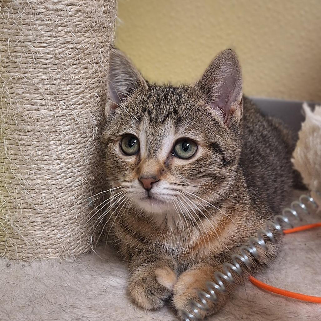 Harmonica, Adoptable, Kitten Female Domestic Short Hair.