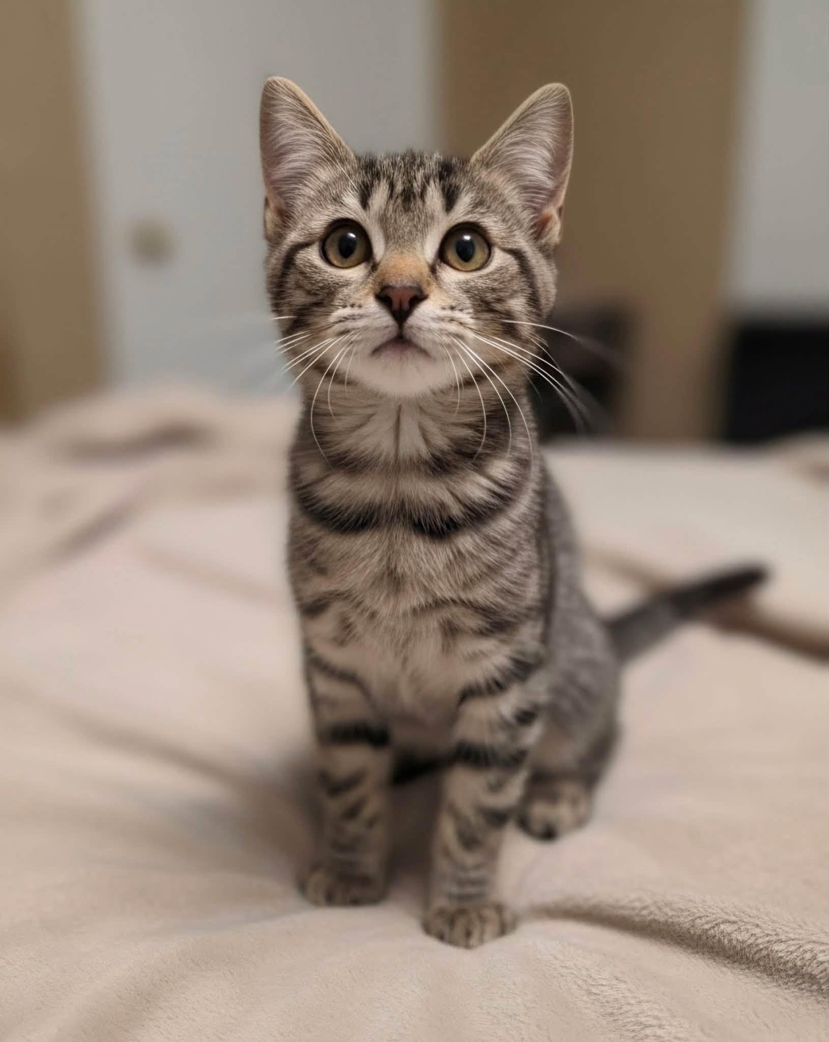 Tippy, ADOPTABLE, Kitten Female Domestic Short Hair.