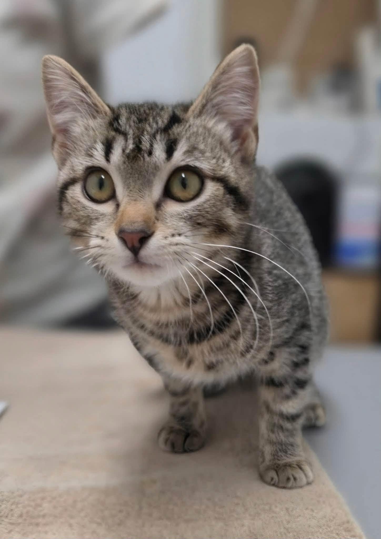 Tippy, a ADOPTABLE Domestic Short Hair in Pocatello, ID image 2/2