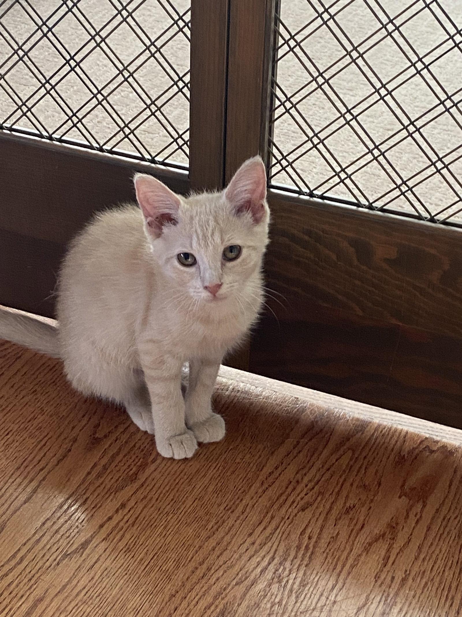 Ginger, Adopted, Kitten Female Domestic Short Hair.