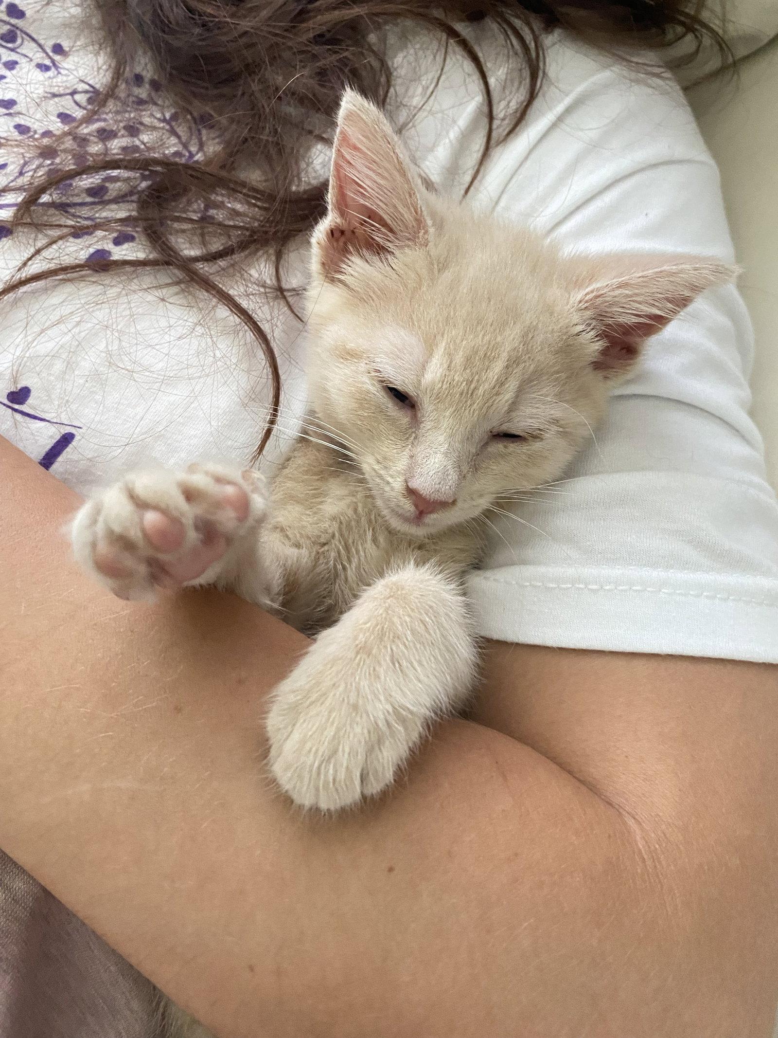 Enlarge Ginger, a Adopted Domestic Short Hair in Wheaton, IL image 2/3