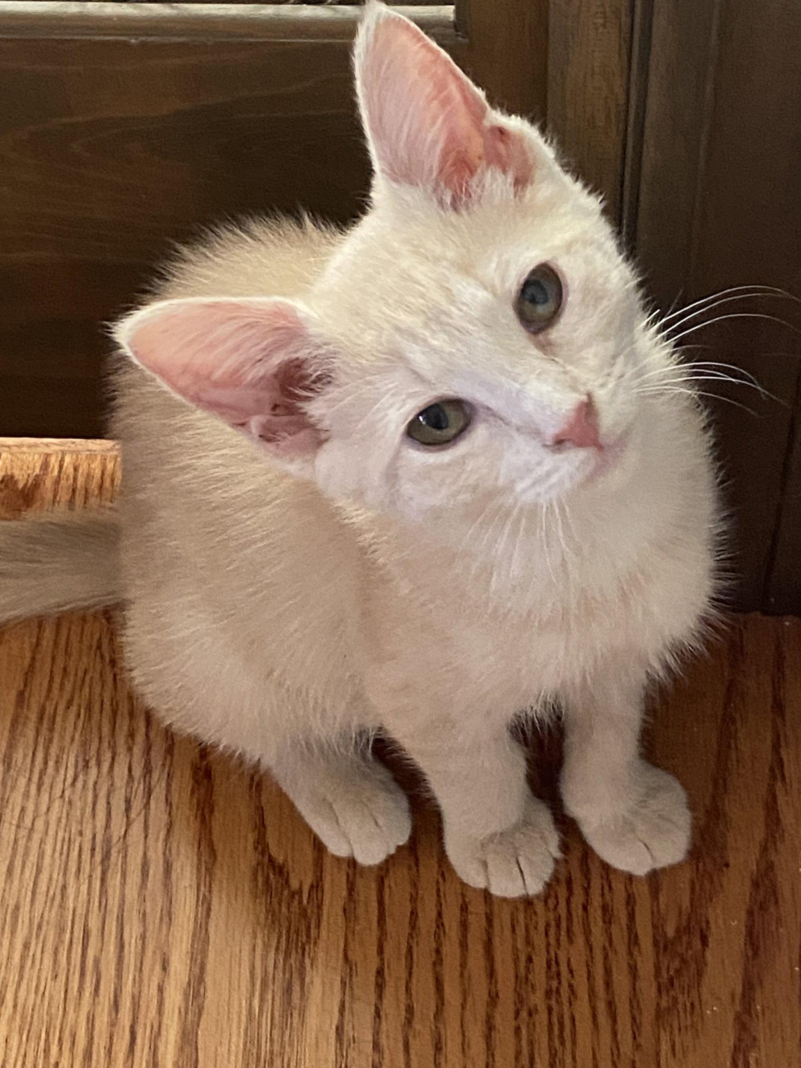 Enlarge Ginger, a Adopted Domestic Short Hair in Wheaton, IL image 3/3