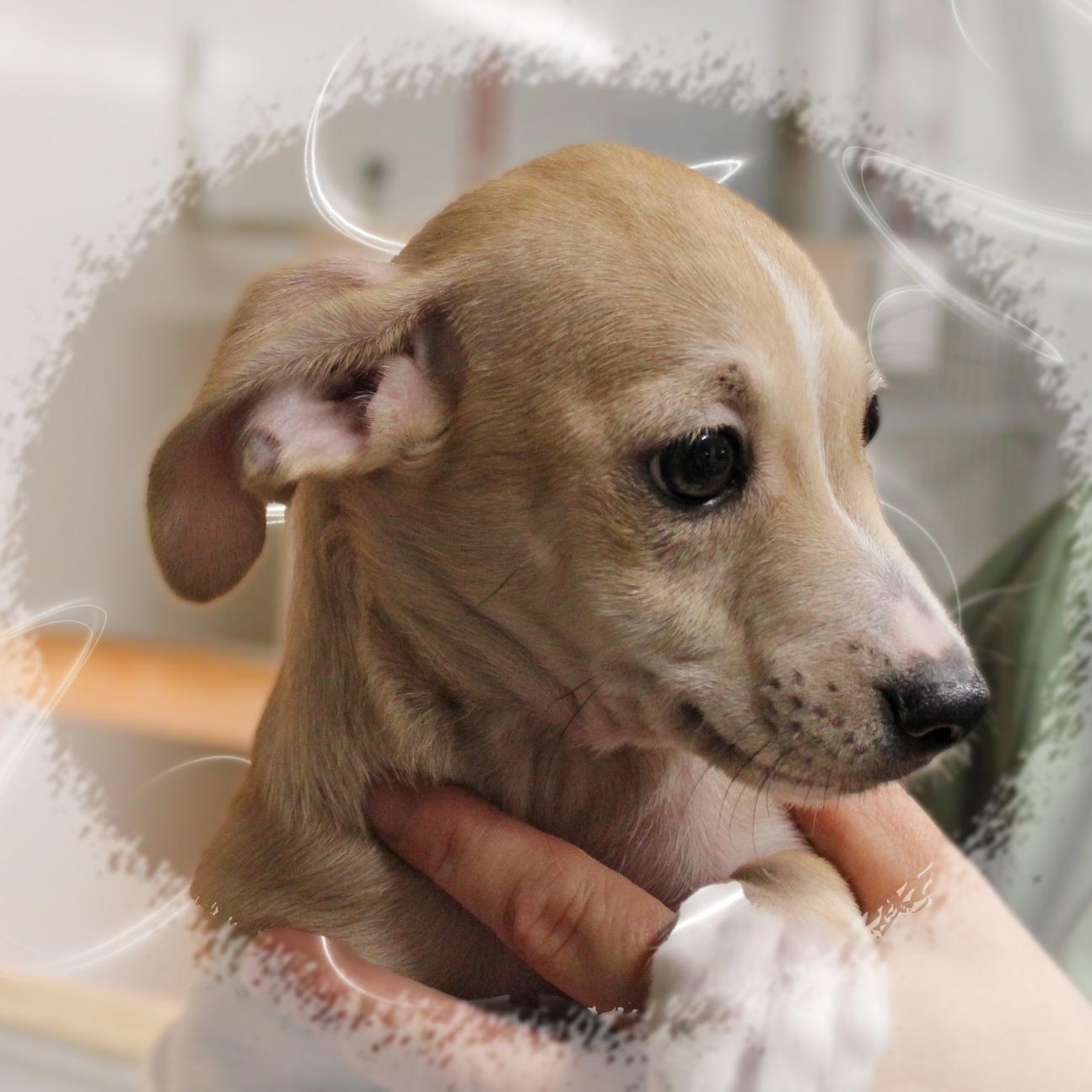 Enlarge LeRoy, a Adopted Chiweenie in Amelia, OH image 1/2