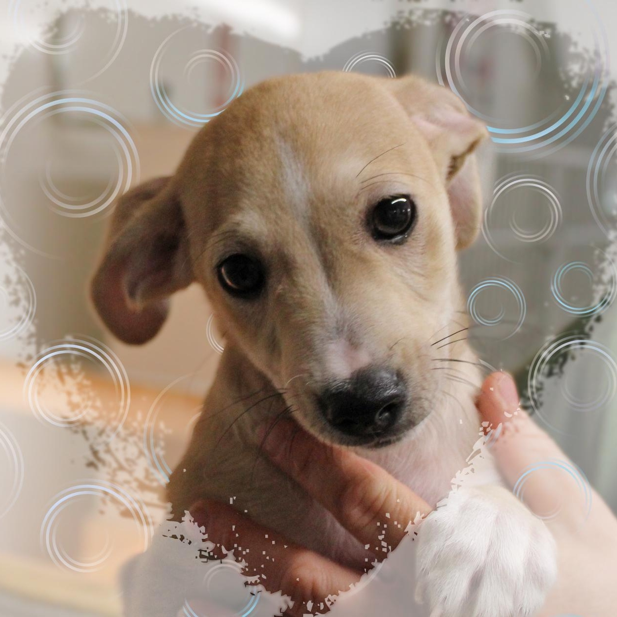 Enlarge LeRoy, a Adopted Chiweenie in Amelia, OH image 2/2