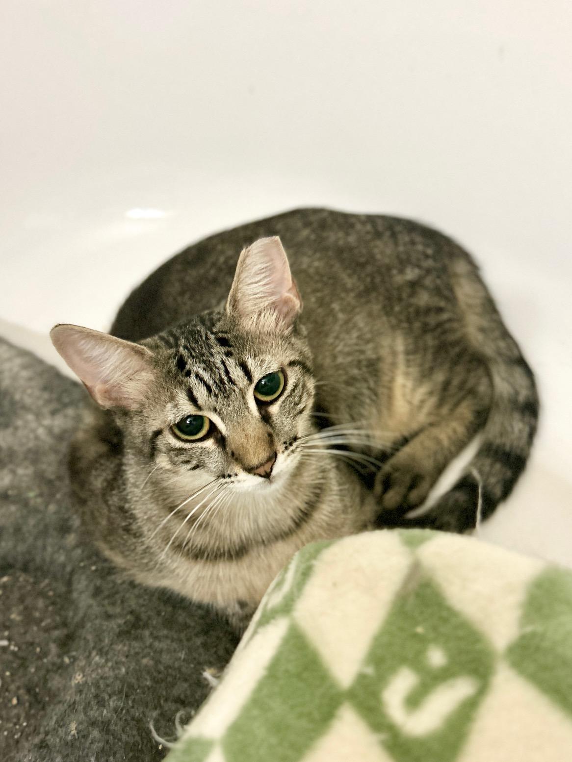 Enlarge Brownie, a ADOPTABLE Domestic Short Hair in New York, NY image 4/6