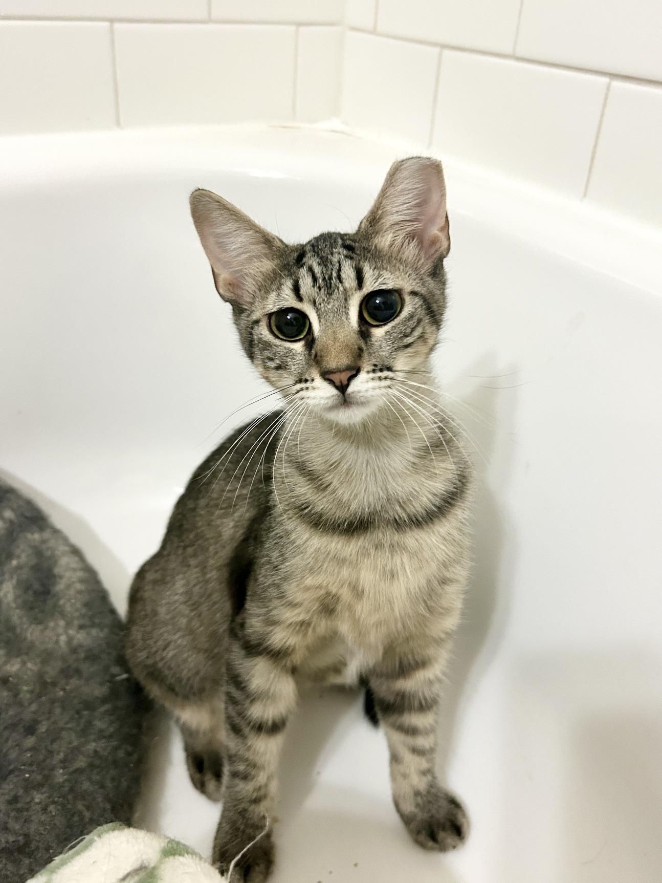 Enlarge Brownie, a ADOPTABLE Domestic Short Hair in New York, NY image 5/6