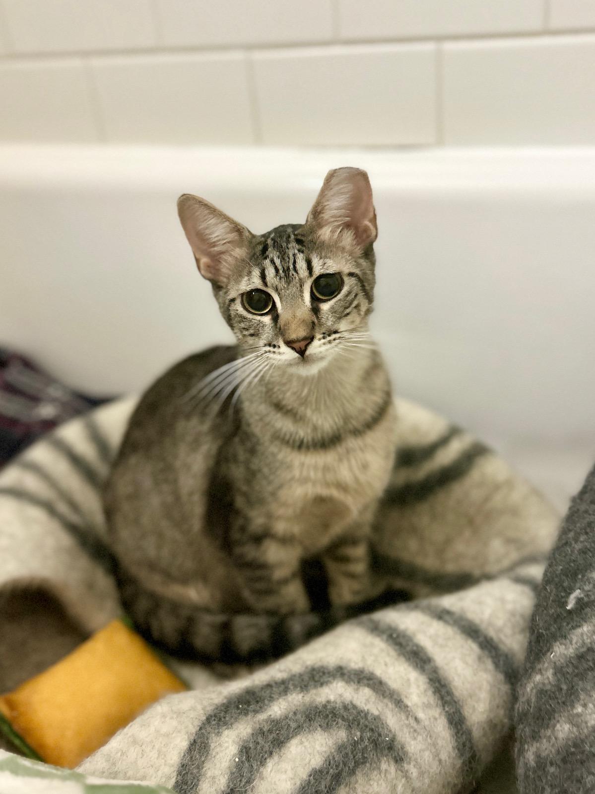 Enlarge Brownie, a ADOPTABLE Domestic Short Hair in New York, NY image 1/6