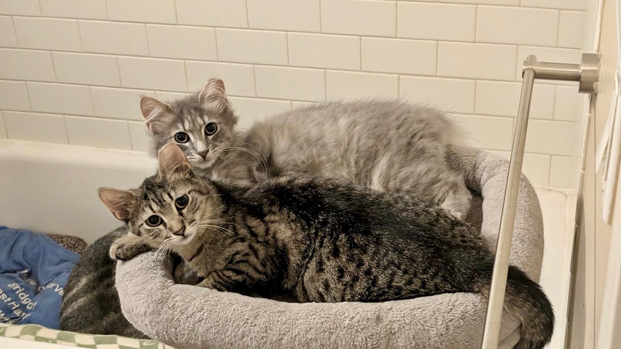 Enlarge Brownie, a ADOPTABLE Domestic Short Hair in New York, NY image 3/6