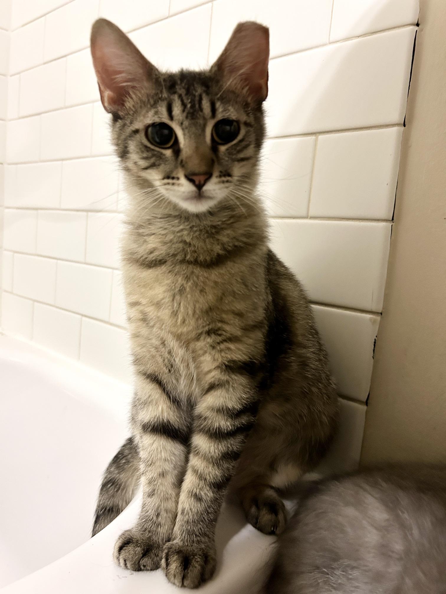 Enlarge Brownie, a ADOPTABLE Domestic Short Hair in New York, NY image 6/6