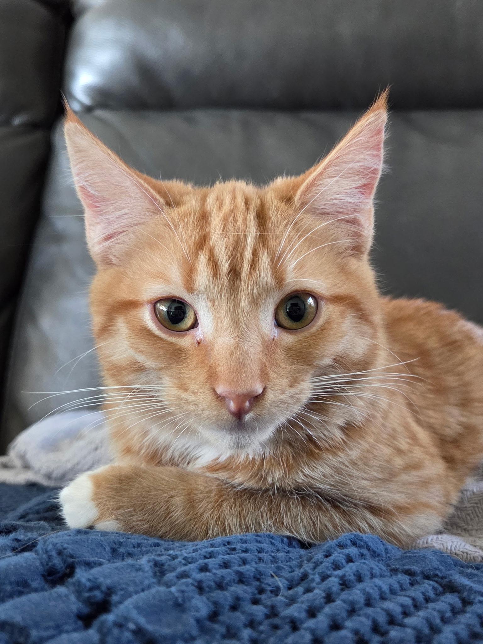 Enlarge Lennon, a Adoptable mixed breed in Youngtown, AZ image 1/4