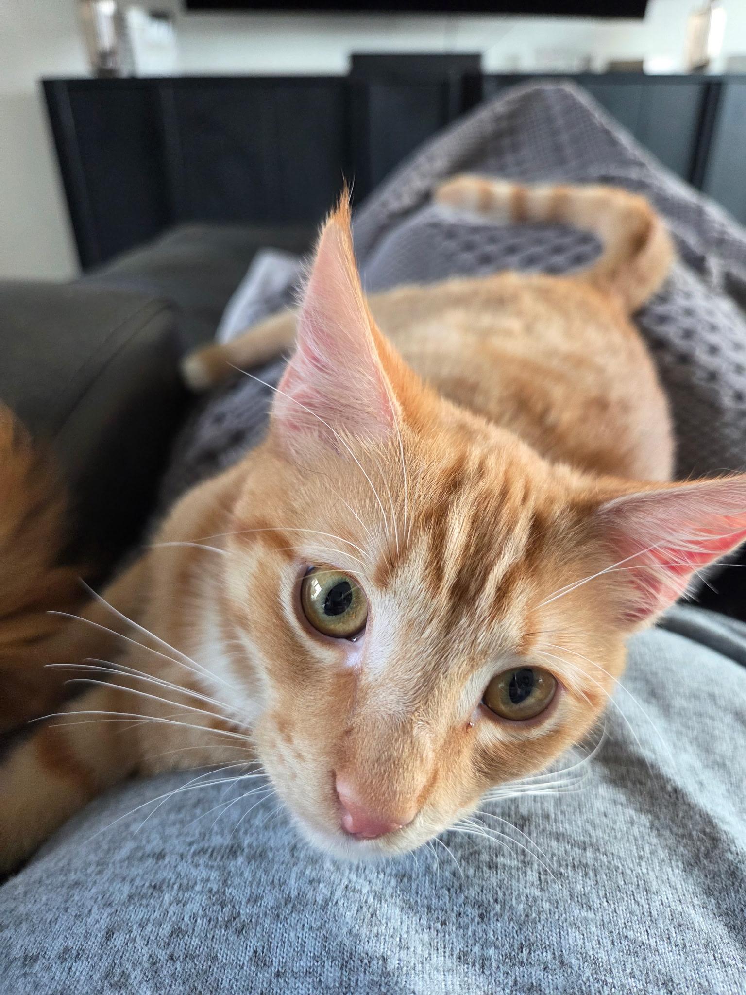 Lennon, a Adoptable mixed breed in Youngtown, AZ image 2/2