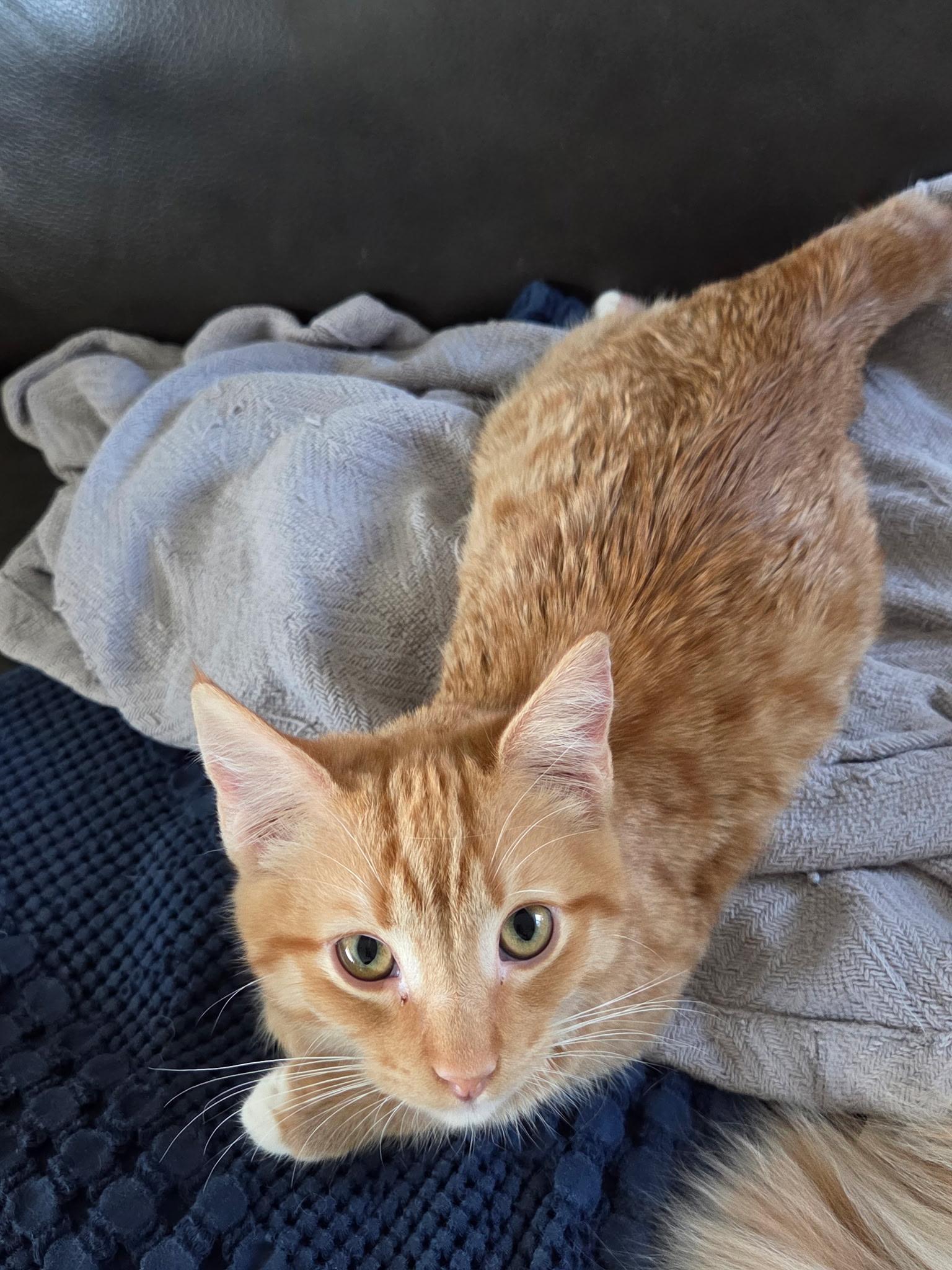 Enlarge Lennon, a Adoptable mixed breed in Youngtown, AZ image 2/4