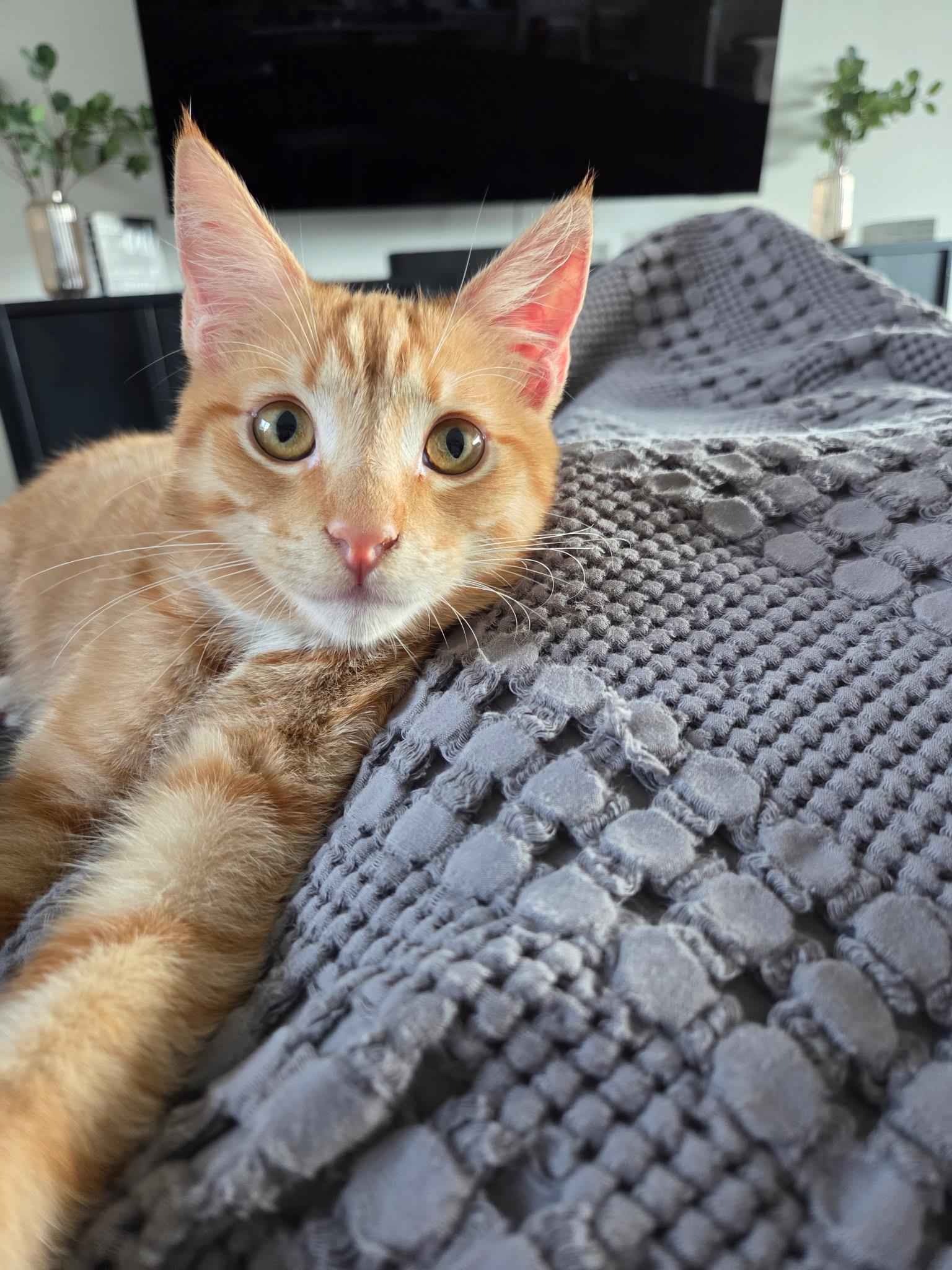 Lennon, Adoptable, Kitten Male Domestic Short Hair.