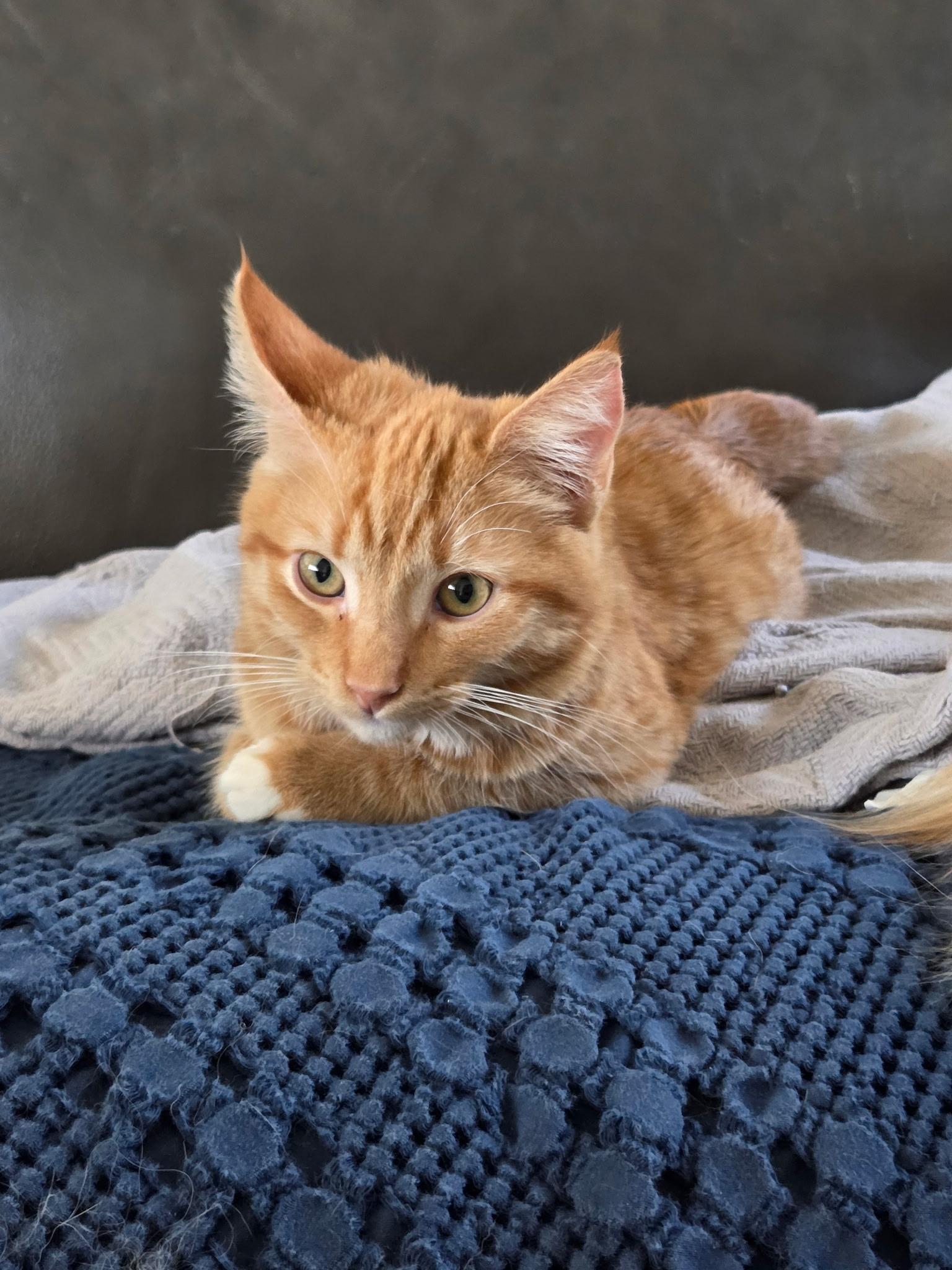 Enlarge Lennon, a Adoptable mixed breed in Youngtown, AZ image 3/4