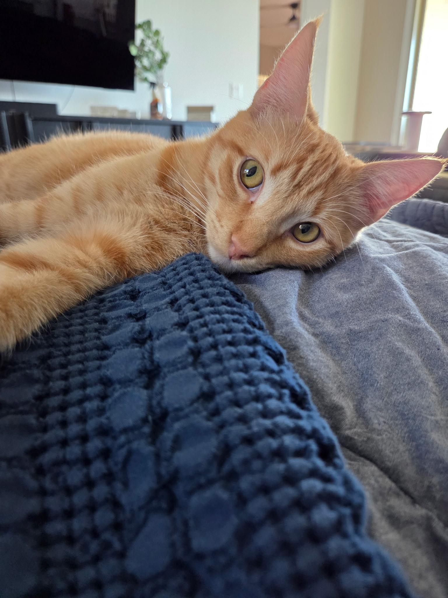 Lennon, Adoptable, Kitten Male Domestic Short Hair.