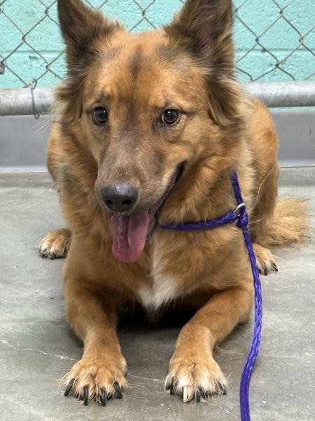 Brownie, Adoptable, Adult Female Shepherd.
