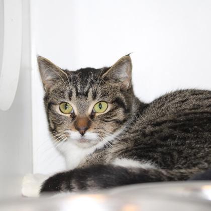 Lizzie (Bashful Buddy), Adoptable, Kitten Female Domestic Short Hair & Domestic Short Hair.