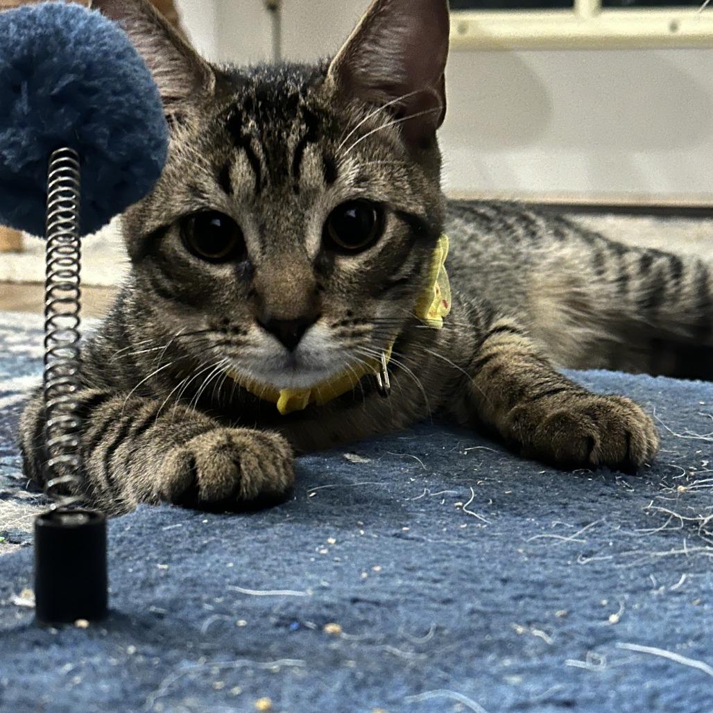 Saffron AH — thumbnail 2