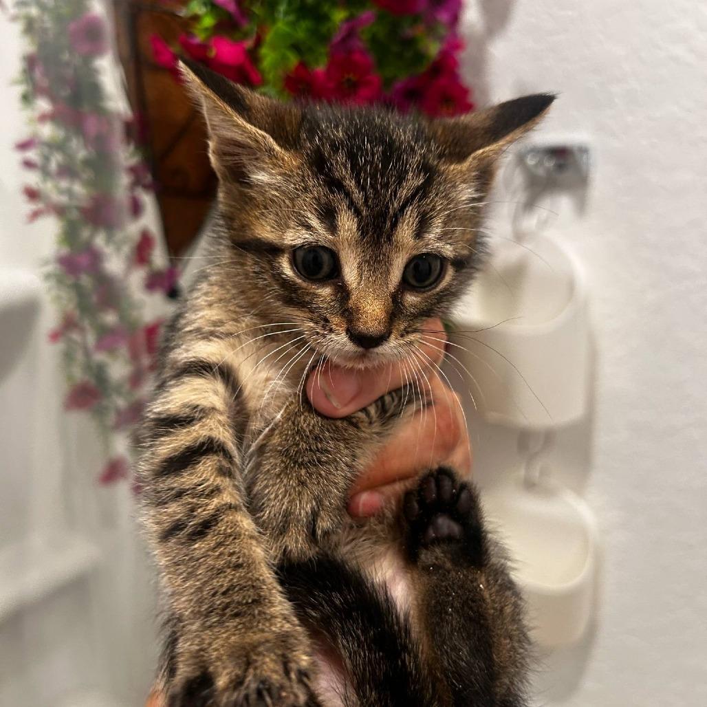 Saffron AH — thumbnail 3