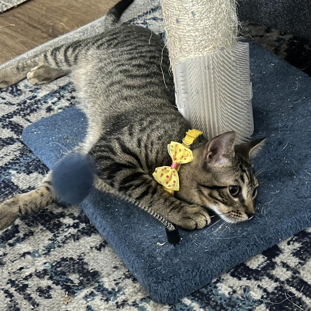 Saffron AH — thumbnail 4