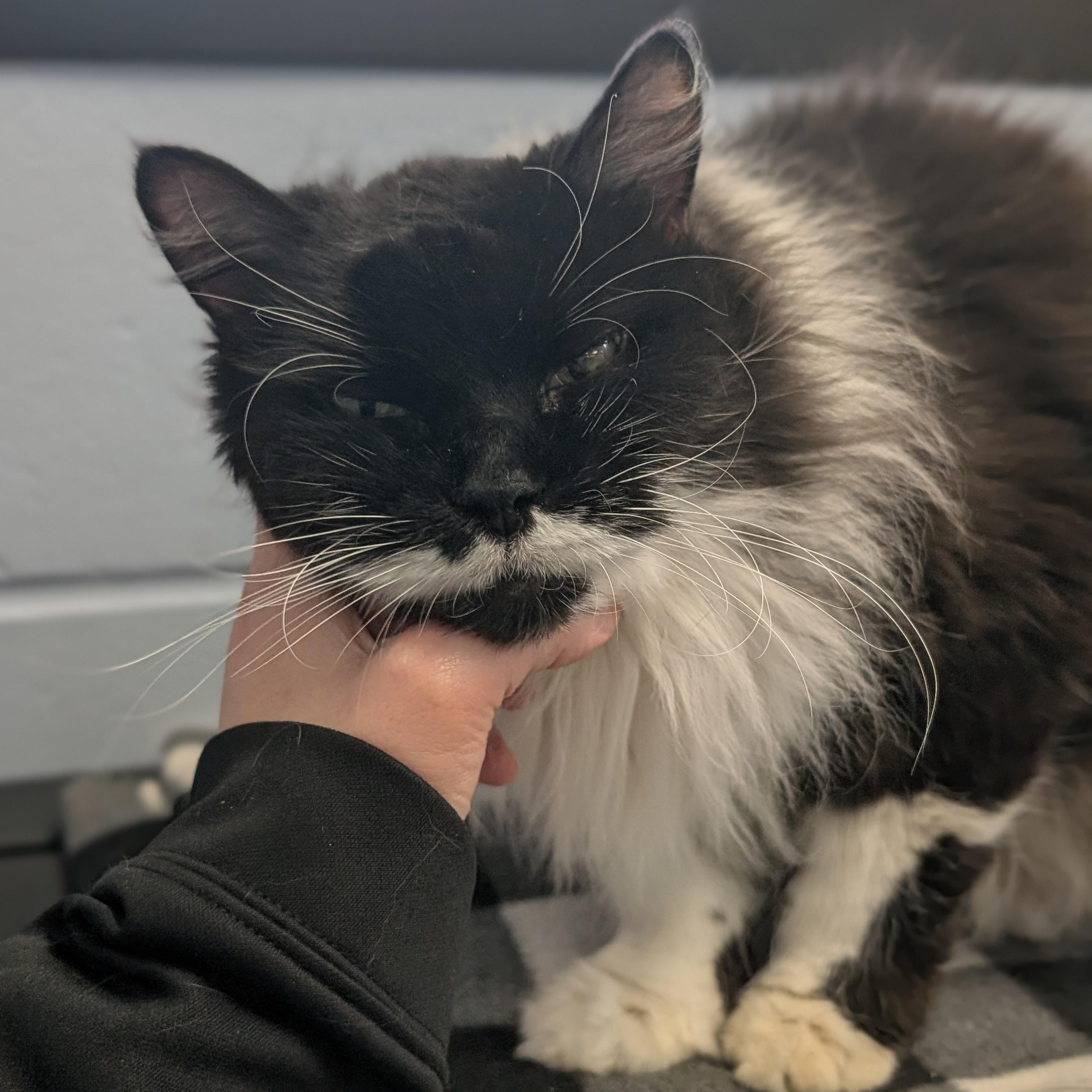 Enlarge Mika - Adoption Fee Paid!, a ADOPTABLE Domestic Long Hair in Jefferson, WI image 4/4