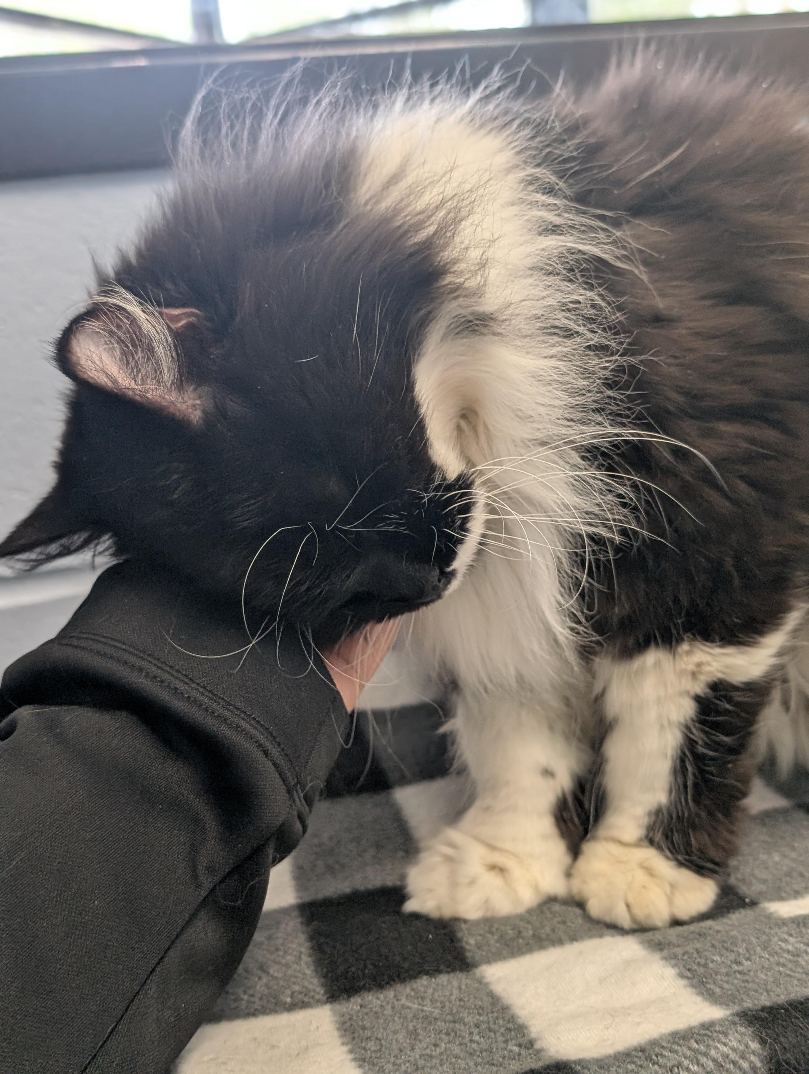 Enlarge Mika - Adoption Fee Paid!, a ADOPTABLE Domestic Long Hair in Jefferson, WI image 3/4