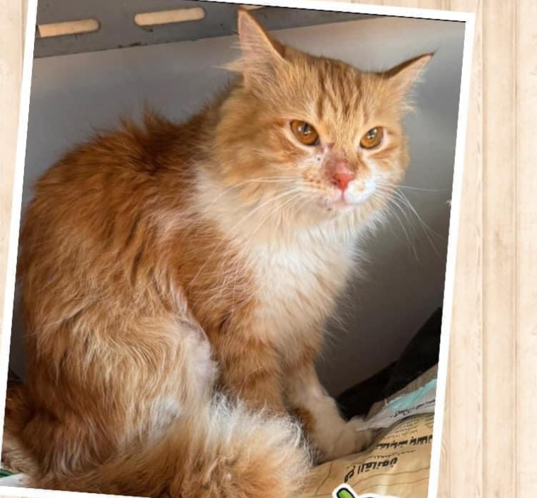 Enlarge OrangaZ, a Adoptable mixed breed in Brampton, ON image 1/1