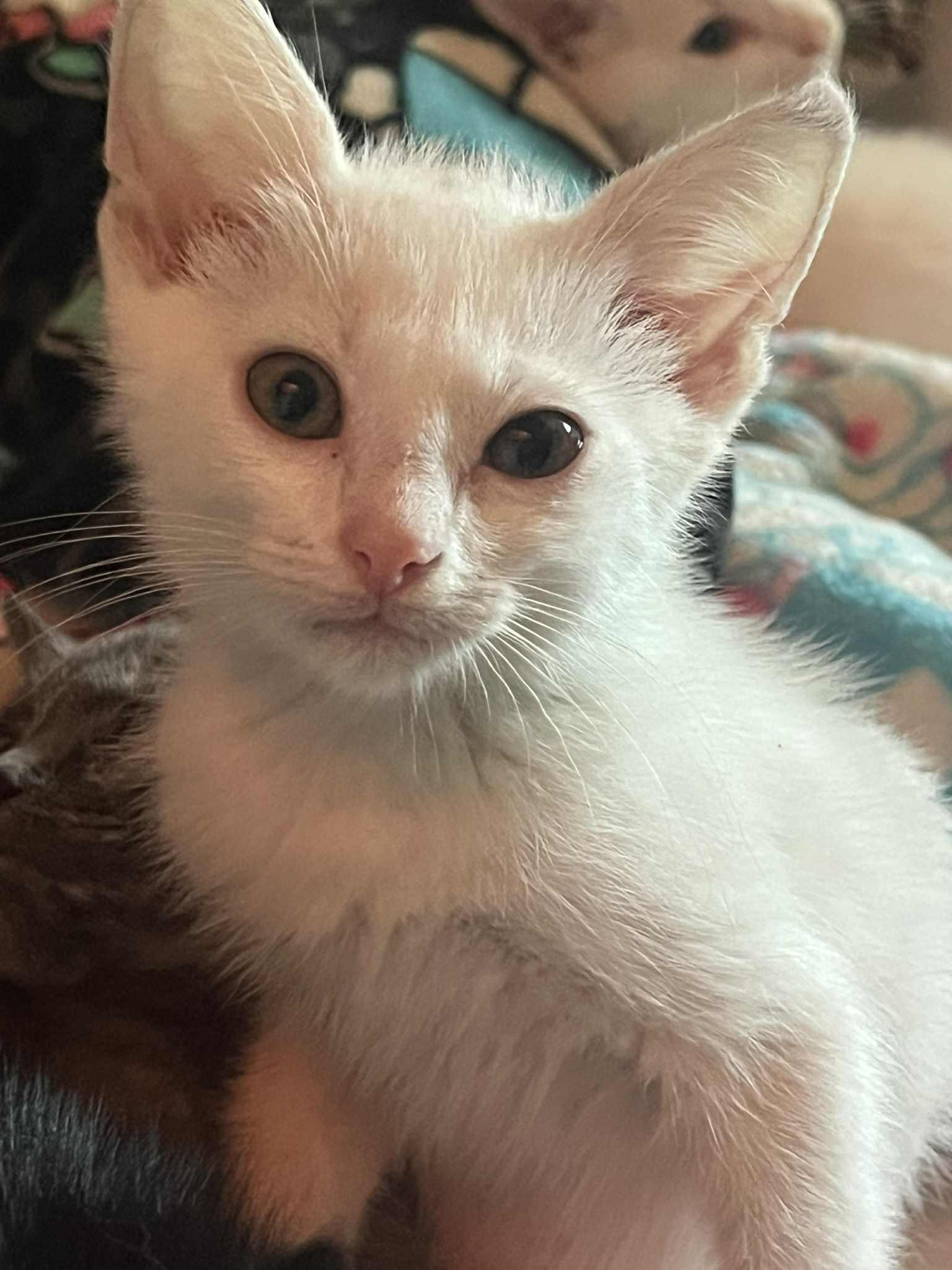 Mustard, Baby Male Domestic Short Hair