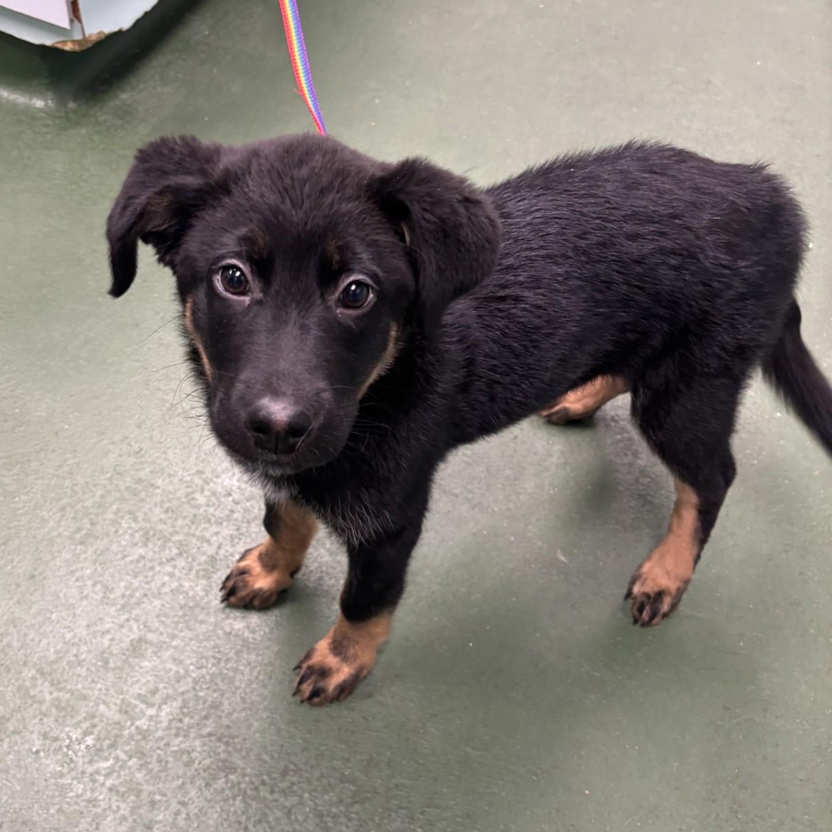 Enlarge Juniper, an adoptable mixed breed in Winnipeg, MB image 1/1