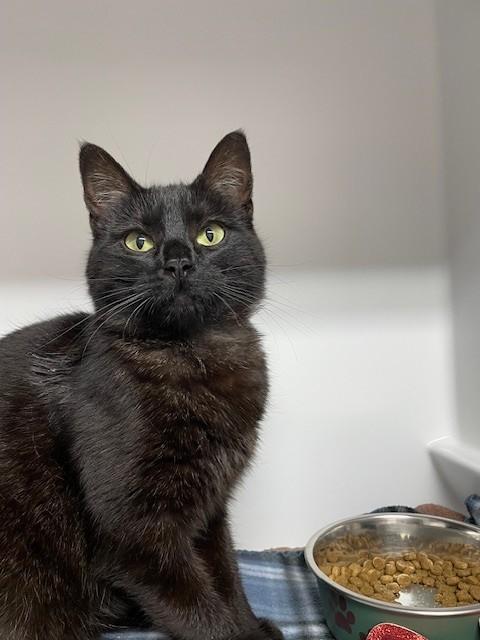 Bubbles-SPONSORED ADOPTION-FREE WITH APPROVED APPLICATION, Adoptable, Adult Female Domestic Medium Hair.