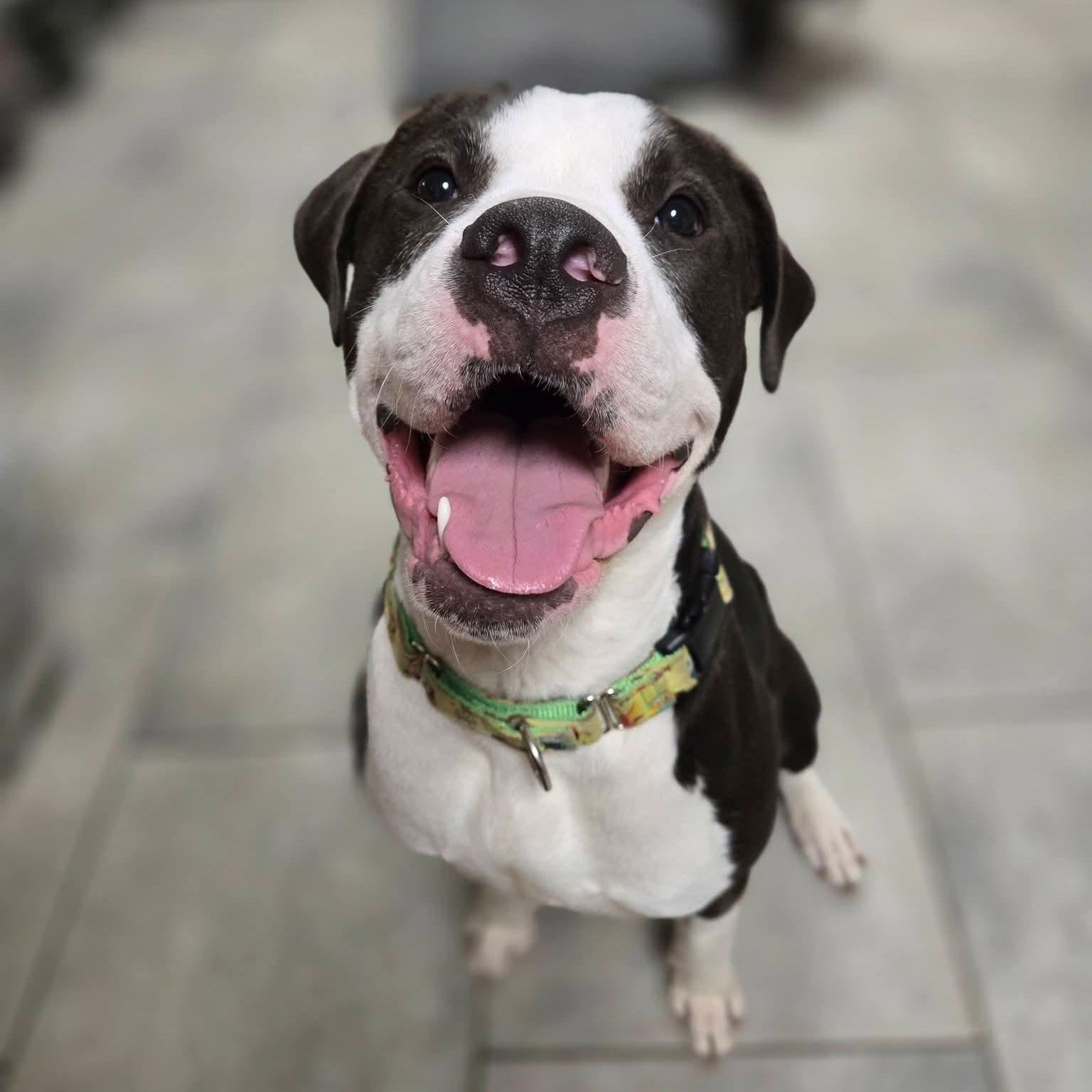 Boo Radley, Adoptable, Young Male Pit Bull Terrier.