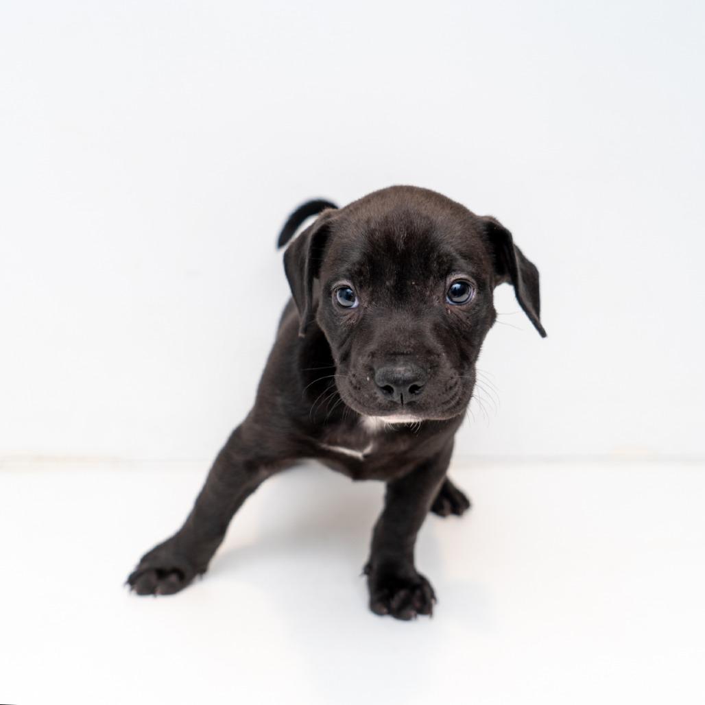 Enlarge Santos, a Adoptable mixed breed in New York, NY image 1/1