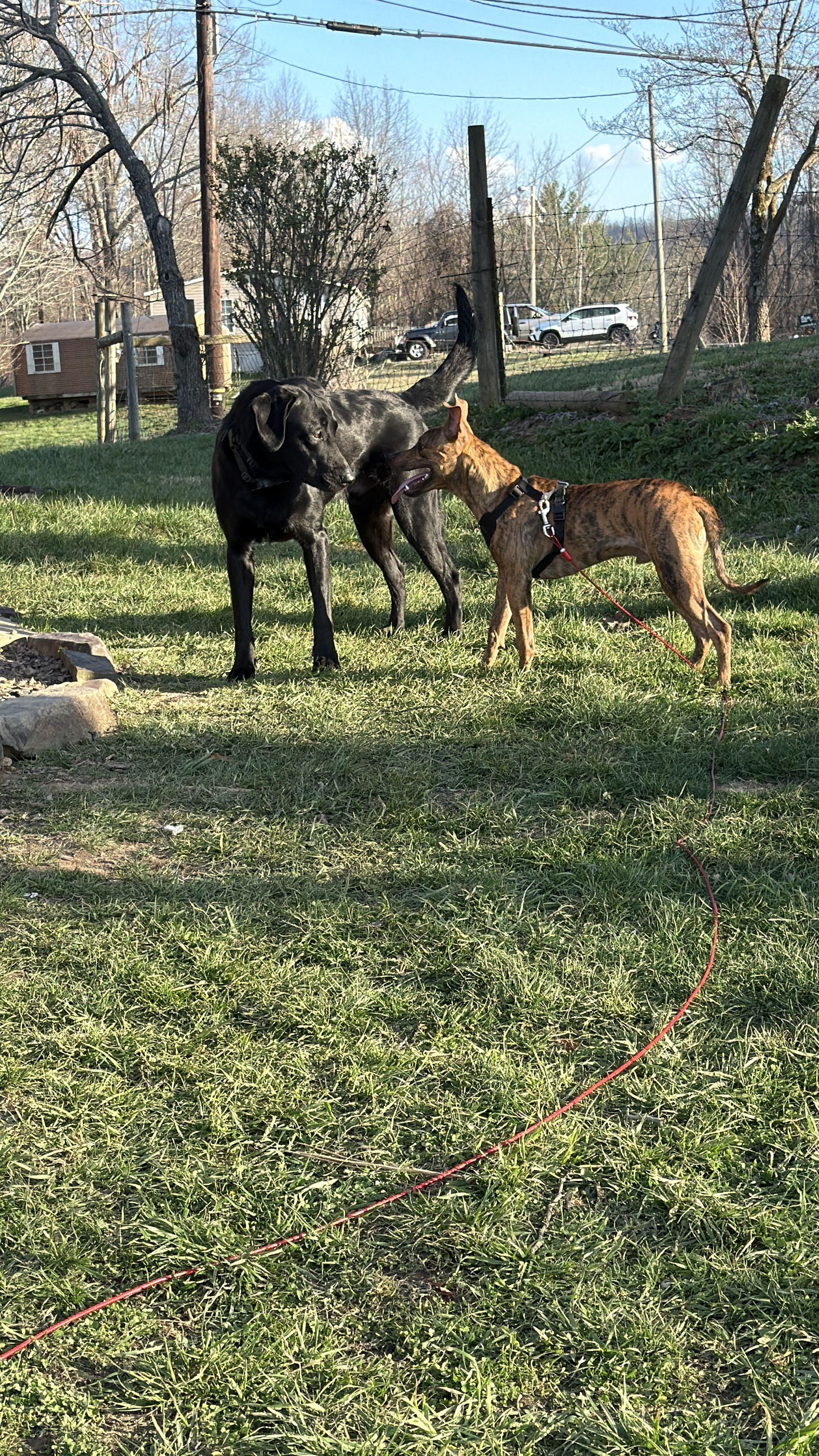 Enlarge Jax *Courtesy Post*, a ADOPTABLE mixed breed in Floyd, VA image 3/5