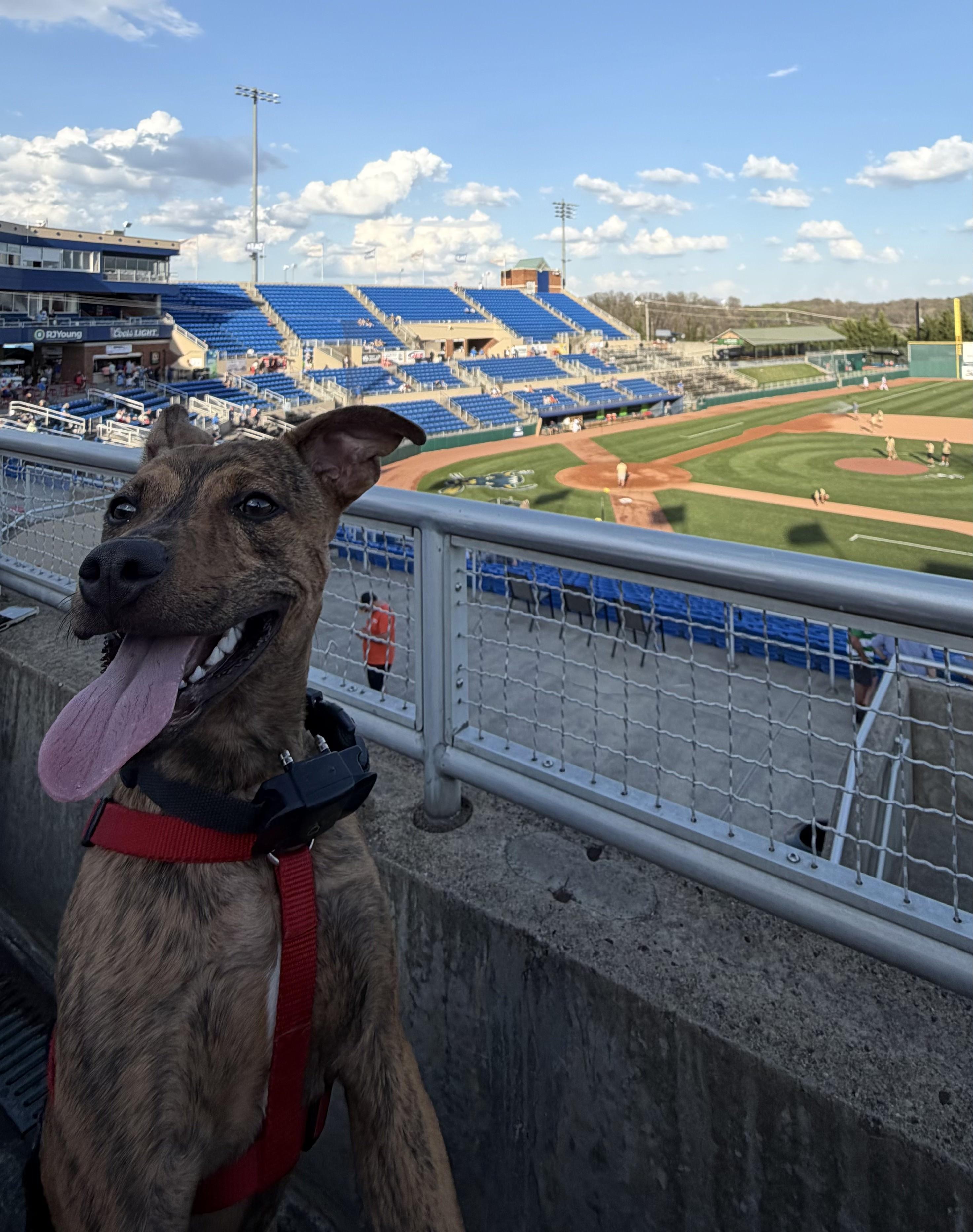 Enlarge Jax *Courtesy Post*, a ADOPTABLE mixed breed in Floyd, VA image 2/5