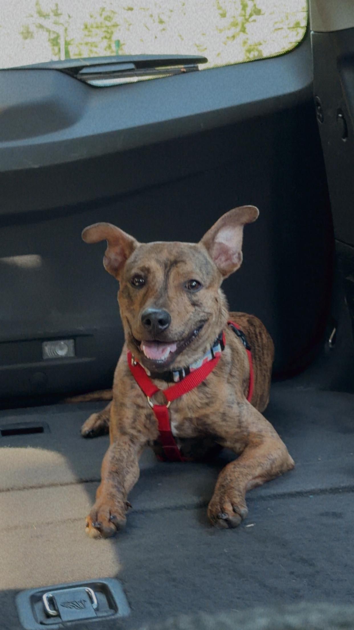 Jax *Courtesy Post*, adoptable, Young Male Terrier.