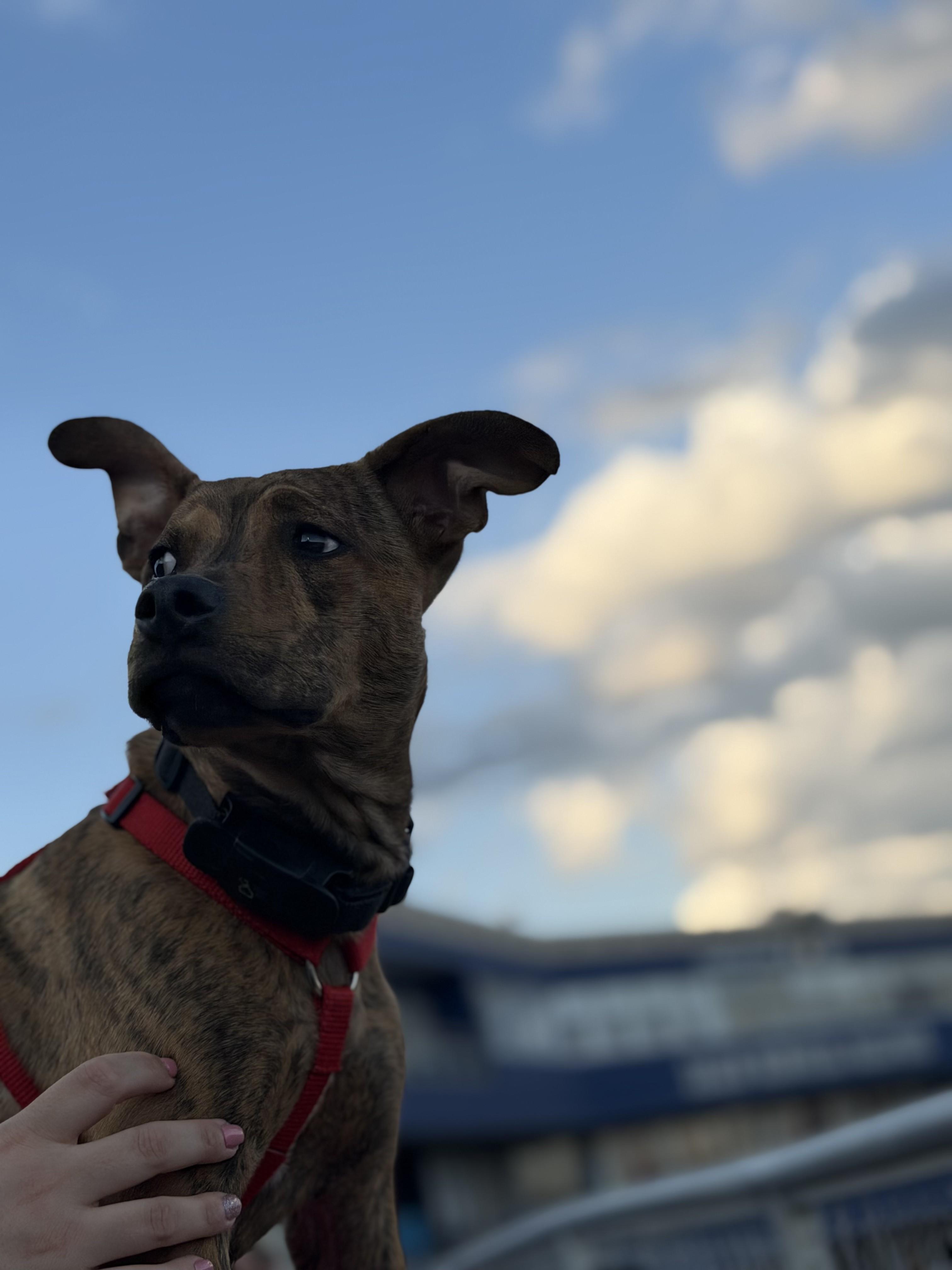 Enlarge Jax *Courtesy Post*, a ADOPTABLE mixed breed in Floyd, VA image 5/5