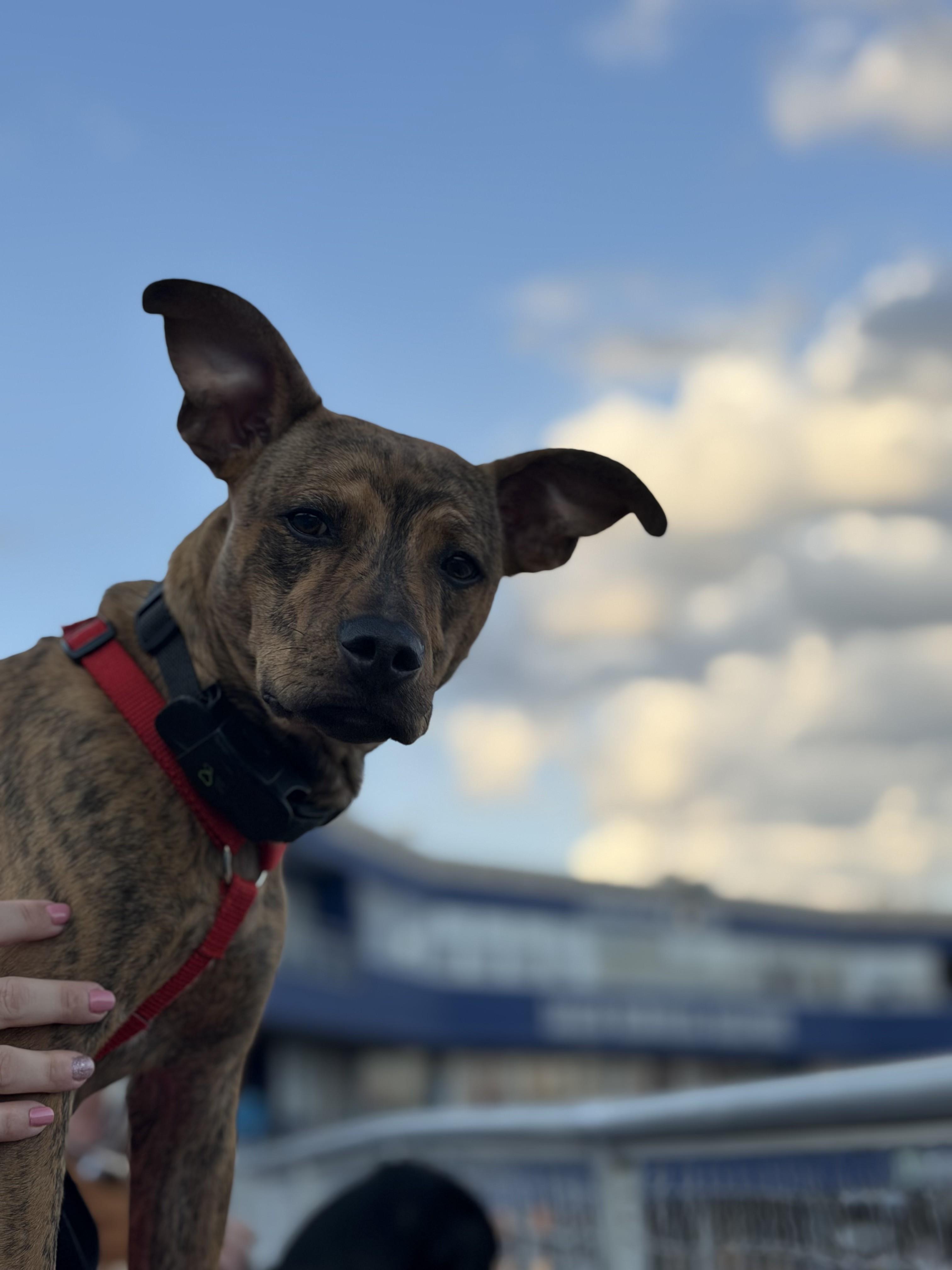 Enlarge Jax *Courtesy Post*, a ADOPTABLE mixed breed in Floyd, VA image 4/5