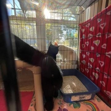 Enlarge Lovey, a Adoptable Domestic Short Hair in Attleboro, MA image 3/4