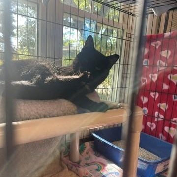 Enlarge Lovey, a Adoptable Domestic Short Hair in Attleboro, MA image 4/4