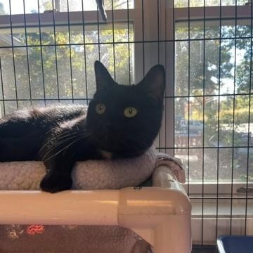 Lovey, Adoptable, Adult Male Domestic Short Hair.