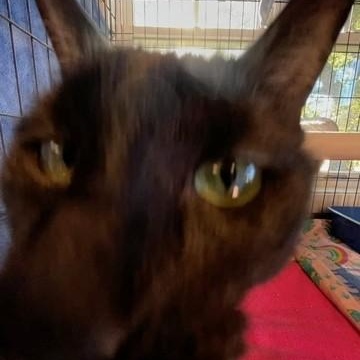 Enlarge Lovey, a Adoptable Domestic Short Hair in Attleboro, MA image 2/4